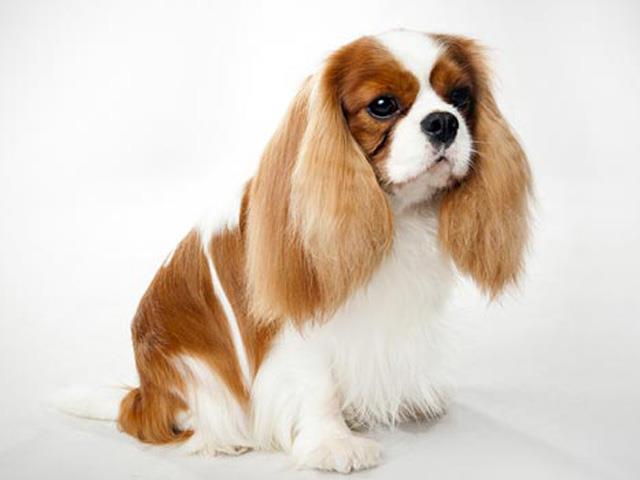 Cavalier King Charles Spaniel