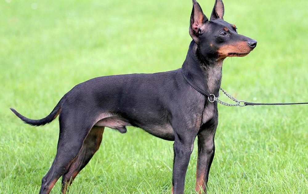 Manchester Terrier