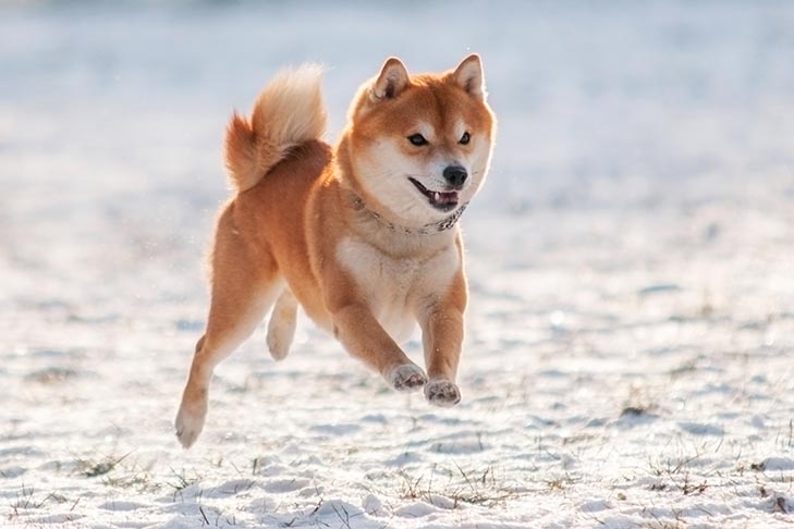 Shiba Inu