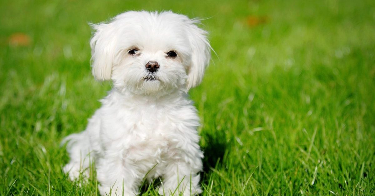 Maltese dog