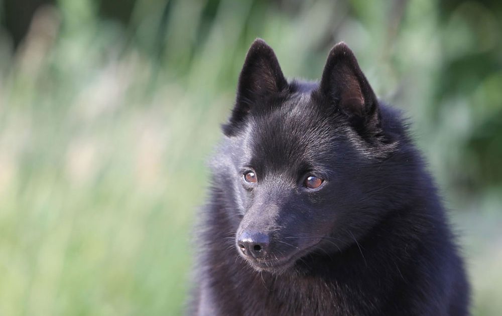 Schipperke