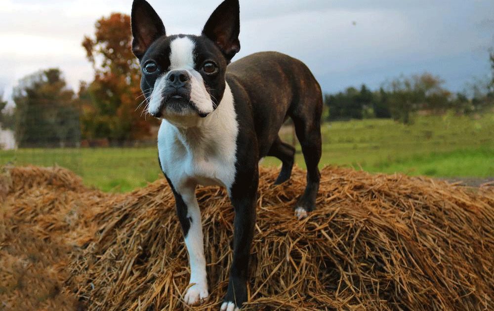 Boston Terrier