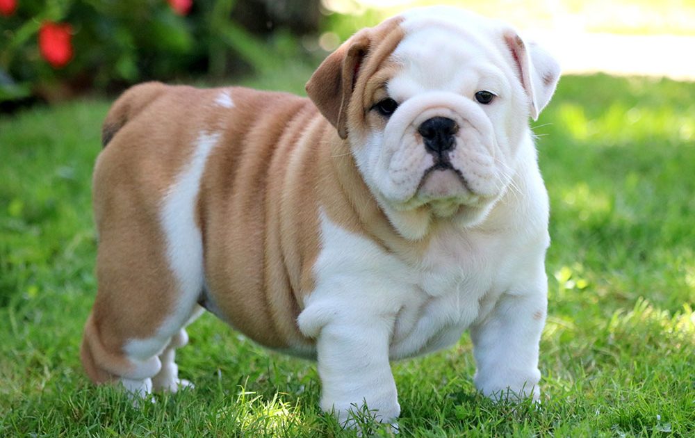 Bulldog