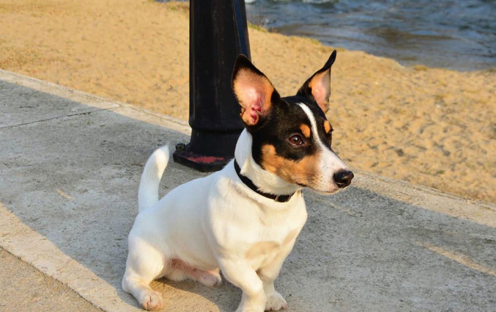 Toy Fox Terrier
