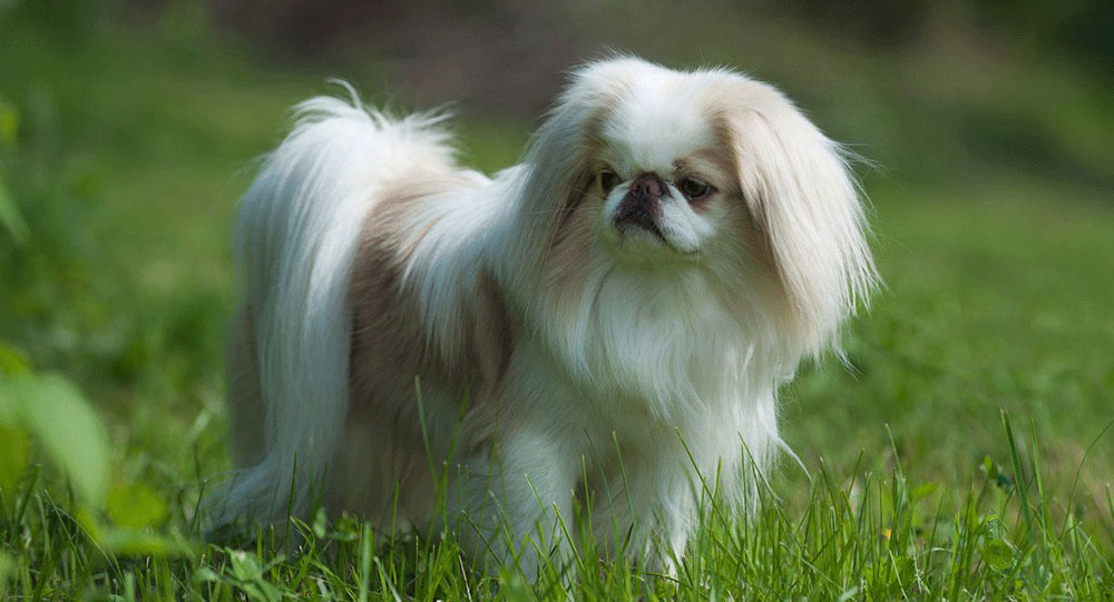 نژاد سگ جاپانیز چاین-japanese chin