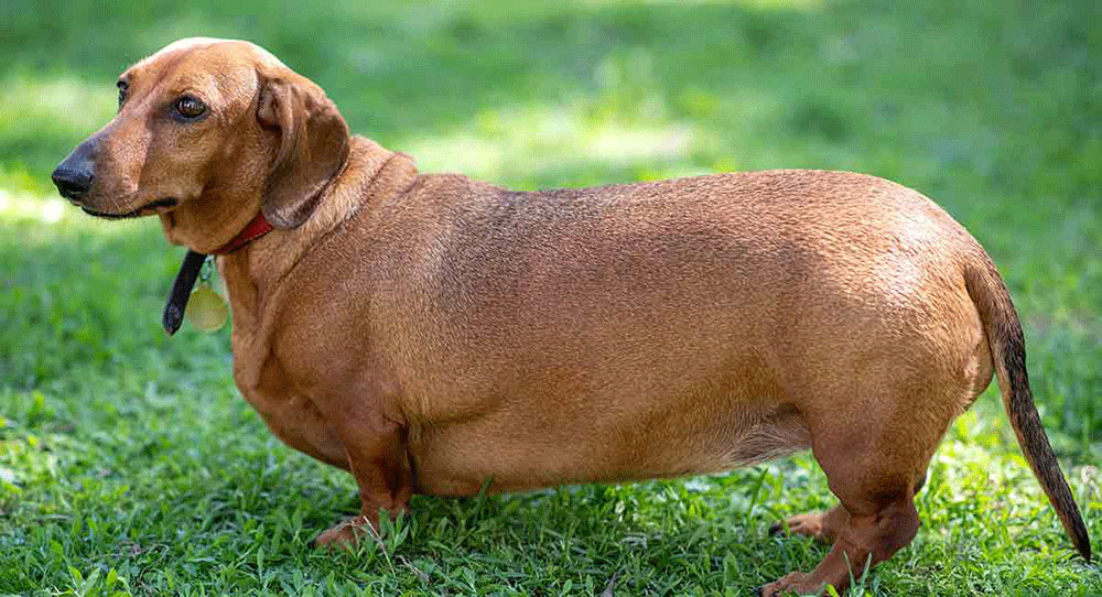 Dutchess Hound breed