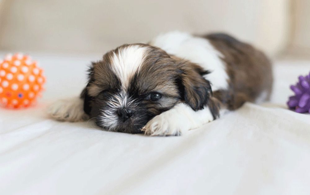 Shih Tzu