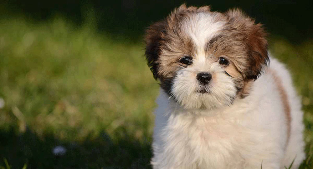 Lhasa Apso