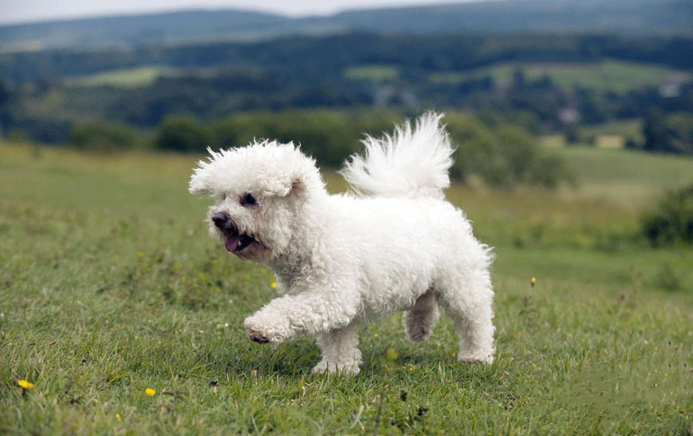 Bichon Frisé