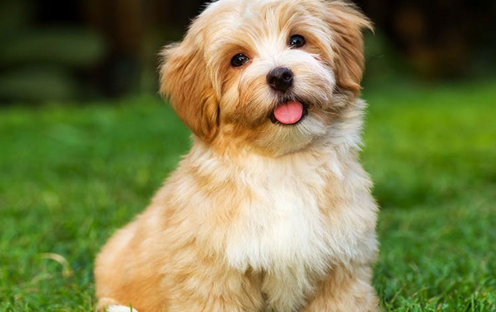 قیمت و خرید نژاد سگ هاوانیز (Havanese)