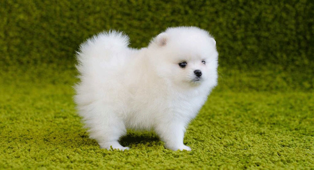 Pomeranian