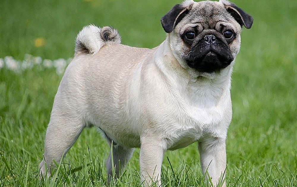 Pug