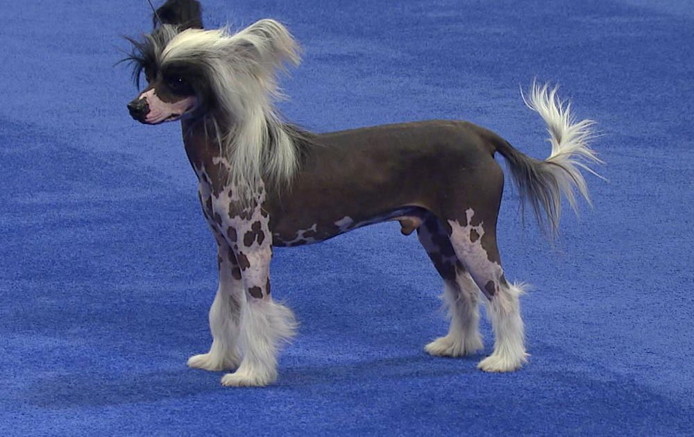 Chinese Crested Dog