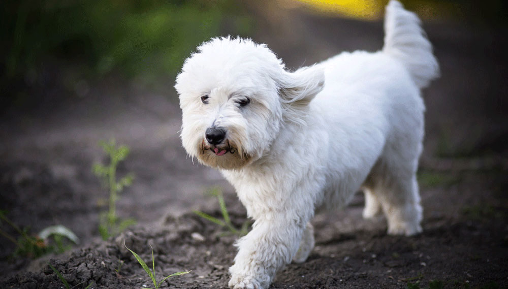 Coton de Tulear