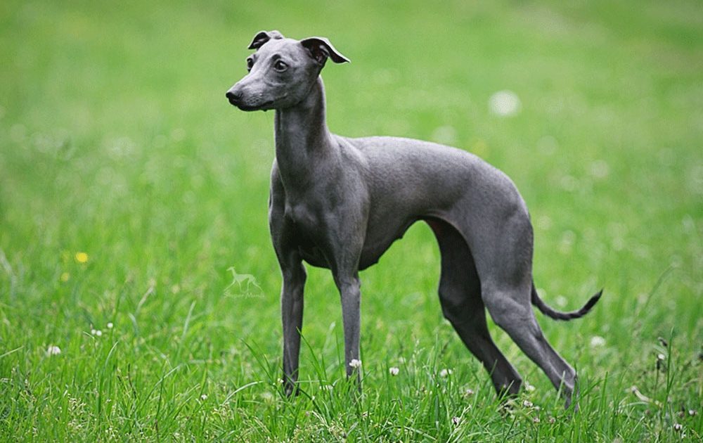 Greyhound