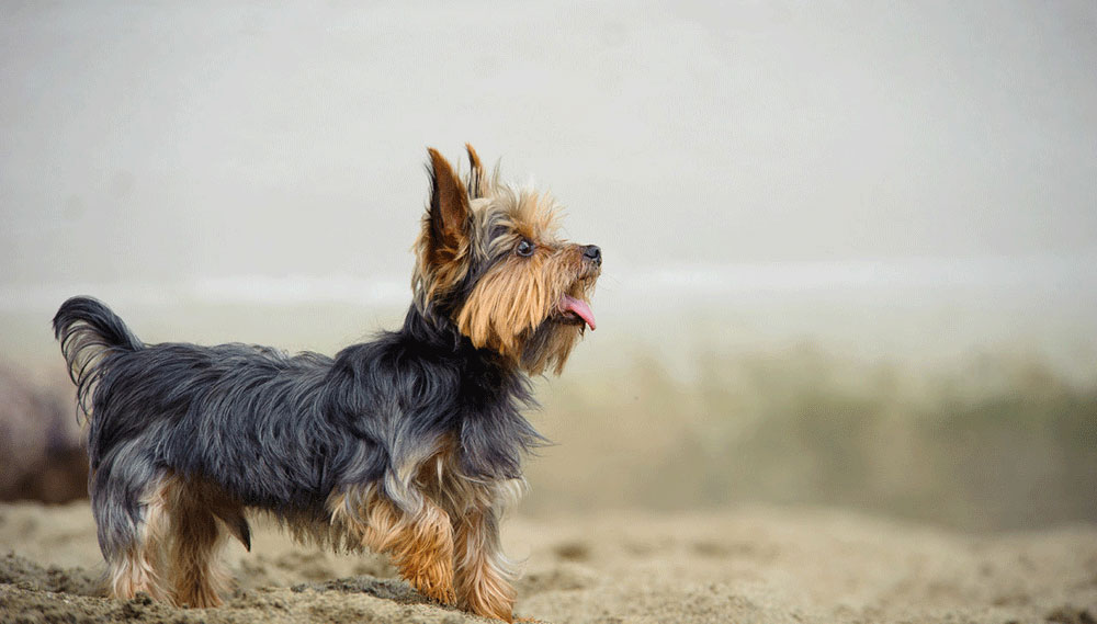 Yorkshire Terrier