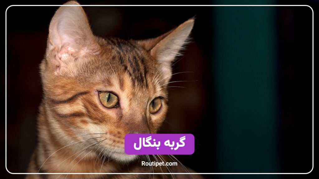 گربه بنگال - مجله روتی پت