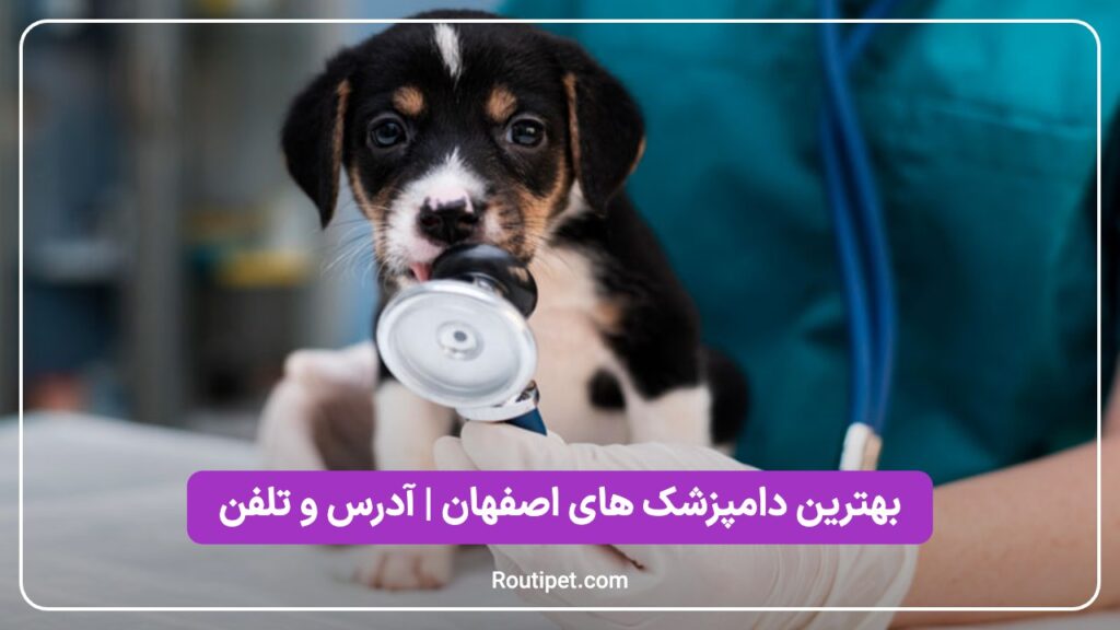 بهترین دامپزشک های اصفهان - مجله روتی پت