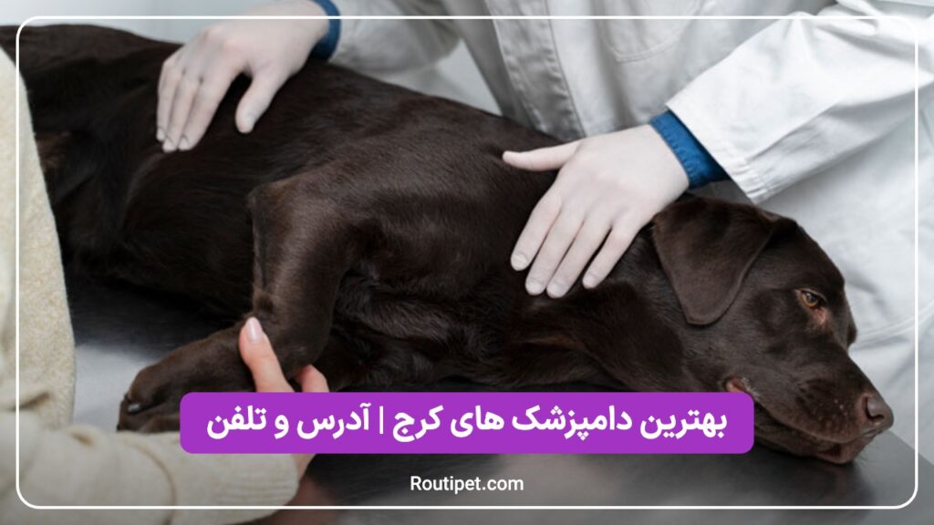 بهترین دامپزشک های کرج - مجله روتی پت