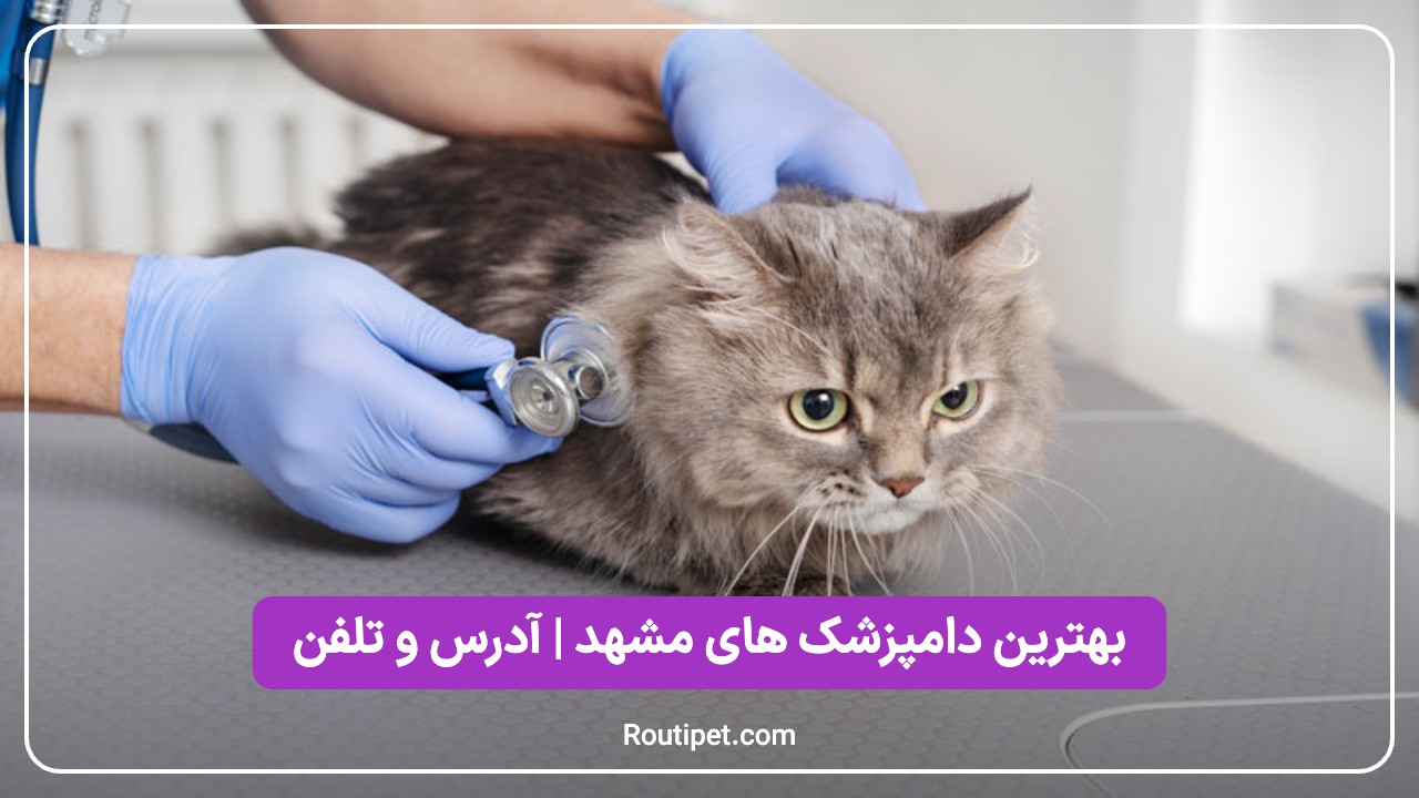 بهترین دامپزشک های مشهد - مجله روتی پت