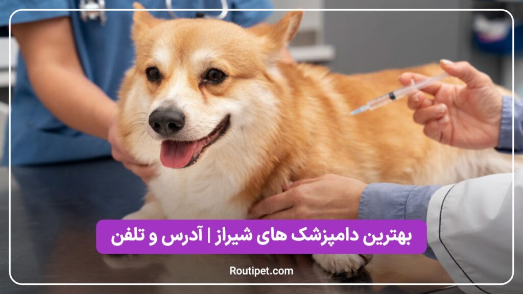 بهترین دامپزشک های شیراز - مجله روتی پت