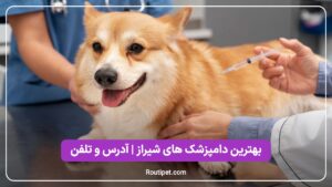 بهترین دامپزشک های شیراز - مجله روتی پت