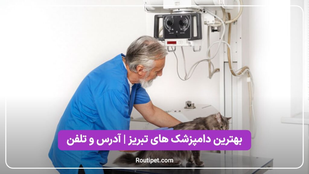 بهترین دامپزشک های تبریز - مجله روتی پت