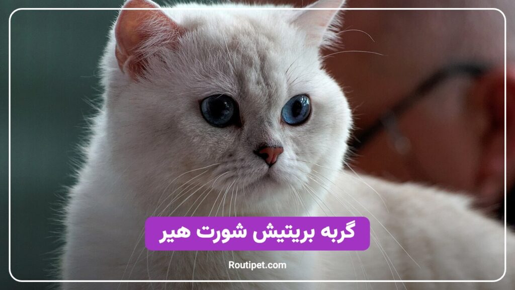 گربه بریتیش شورت هیر - مجله روتی پت