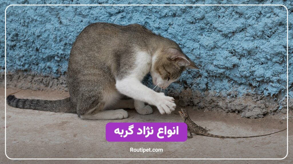 انواع نژاد گربه - مجله روتی پت