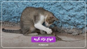 انواع نژاد گربه - مجله روتی پت