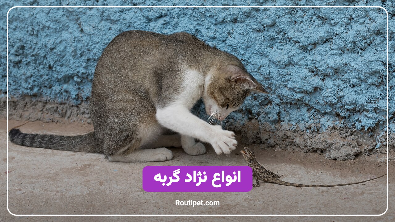 انواع نژاد گربه - مجله روتی پت