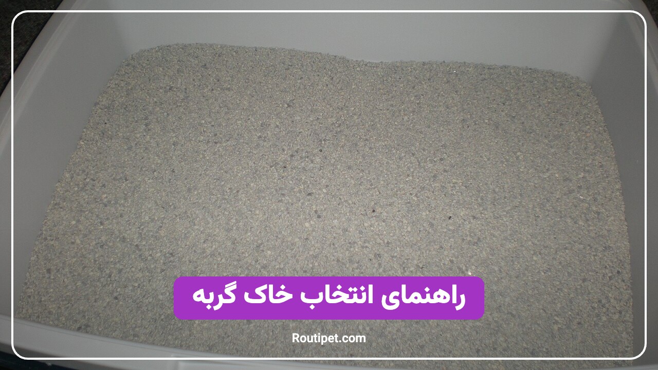 راهنمای انتخاب خاک گربه - مجله روتی پت