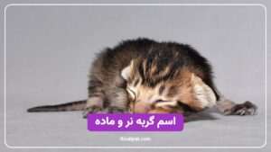 اسم گربه نر و ماده - مجله روتی پت