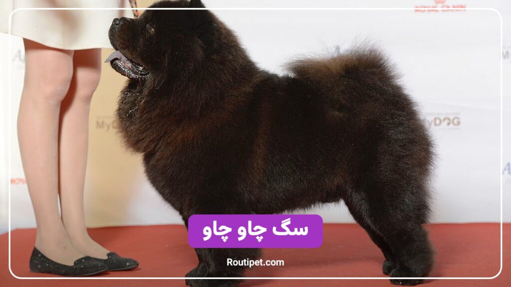 سگ چاو چاو - مجله روتی پت