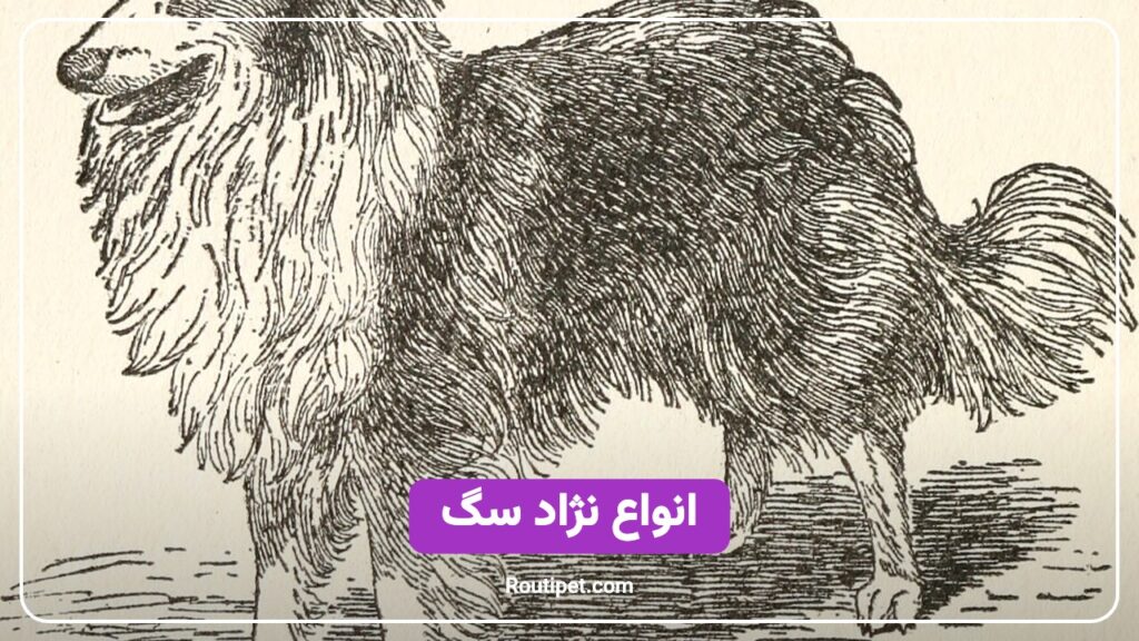 انواع نژاد سگ - مجله روتی پت