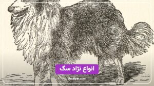 انواع نژاد سگ - مجله روتی پت