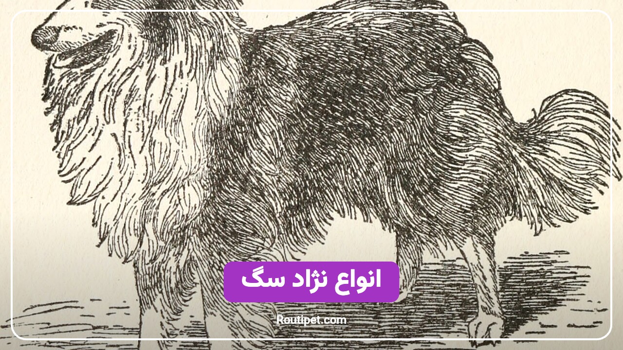 انواع نژاد سگ - مجله روتی پت