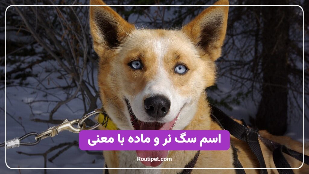 اسم سگ نر و ماده با معنی - مجله روتی پت