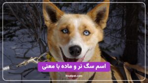 اسم سگ نر و ماده با معنی - مجله روتی پت