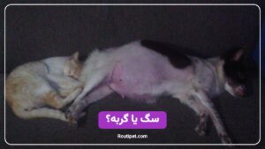 سگ یا گربه؟ - مجله روتی پت