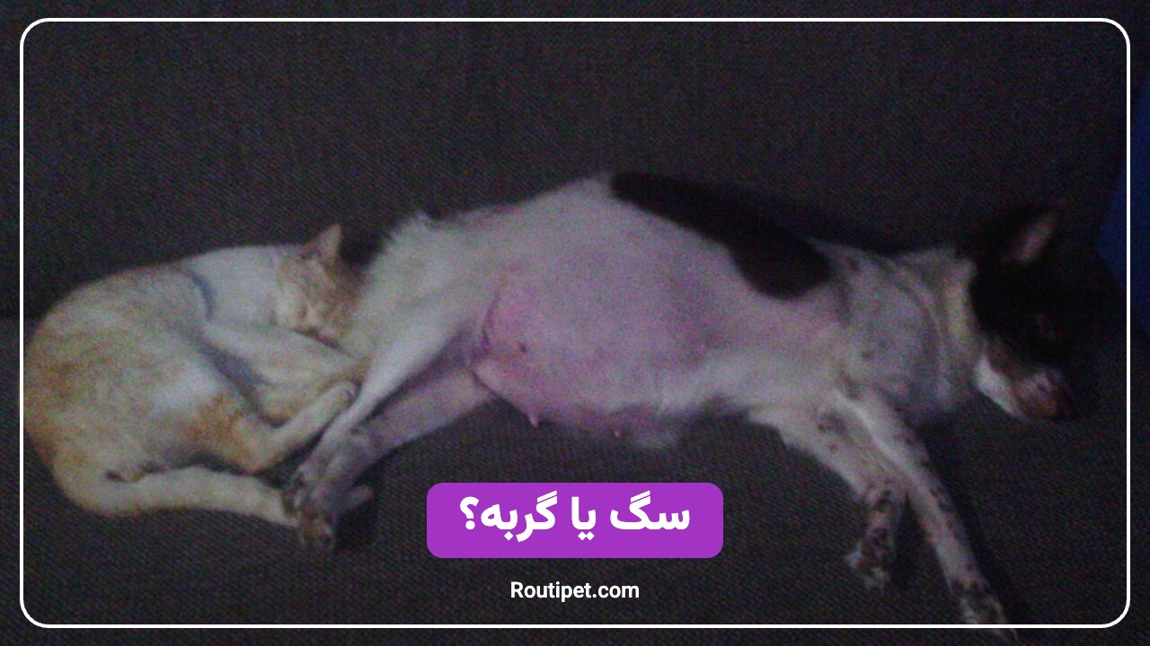 سگ یا گربه؟ - مجله روتی پت