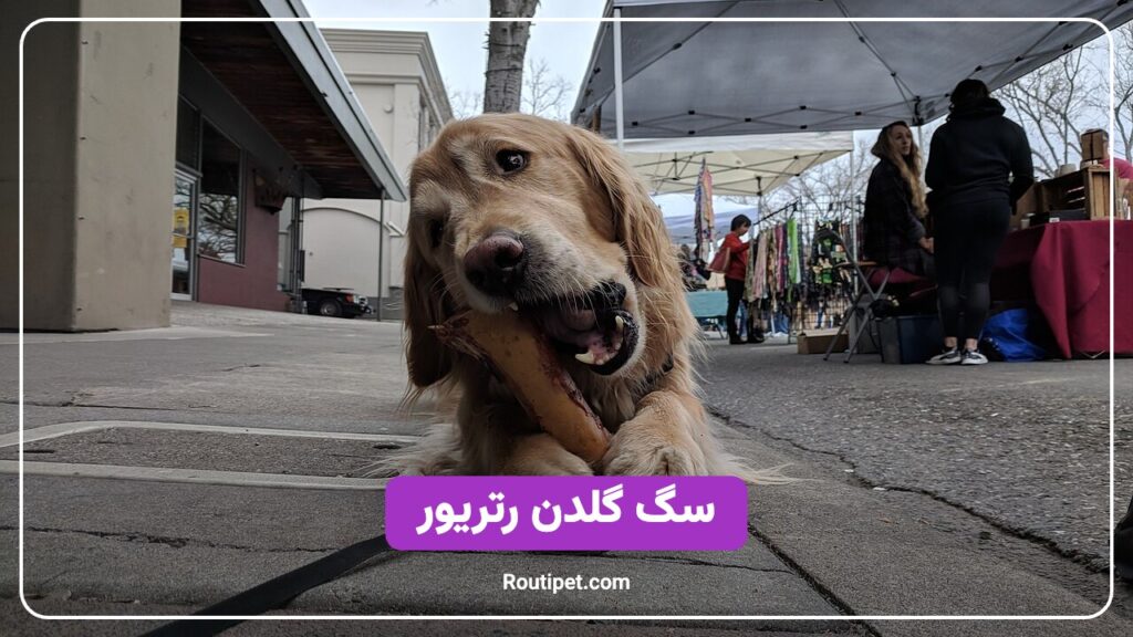 سگ گلدن رتریور - مجله روتی پت