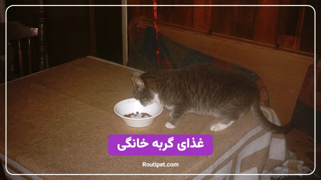 غذای گربه خانگی - مجله روتی پت