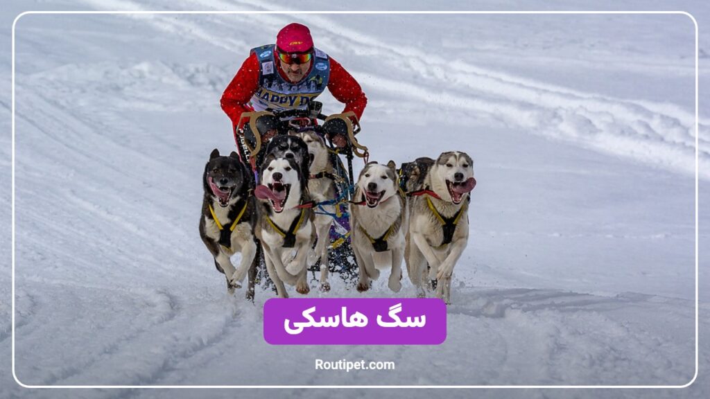 سگ هاسکی - مجله روتی پت