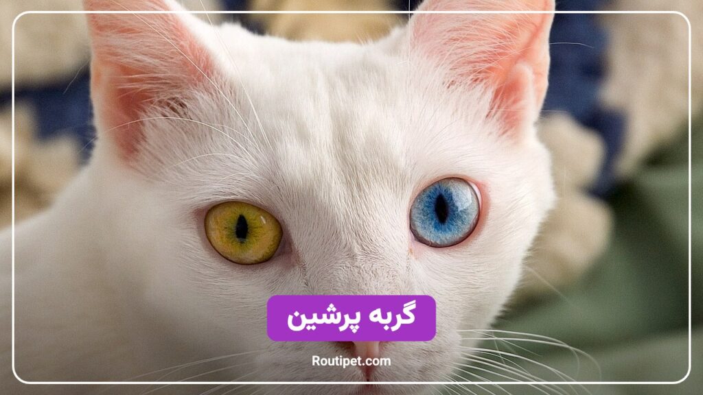 گربه پرشین - مجله روتی پت