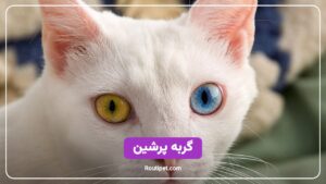گربه پرشین - مجله روتی پت