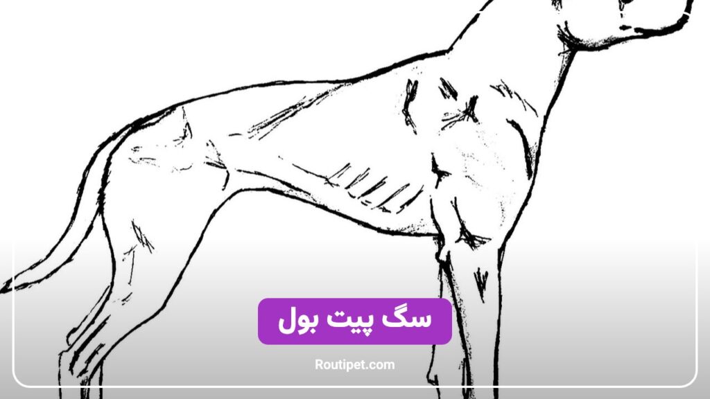 سگ پیت بول - مجله روتی پت