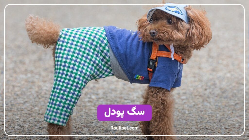 سگ پودل - مجله روتی پت