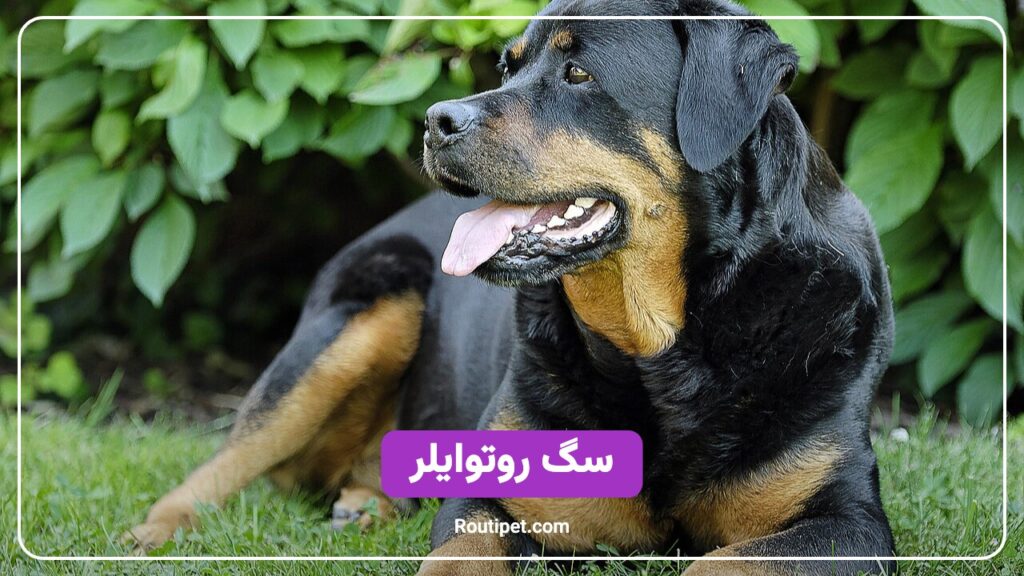 سگ روتوایلر - مجله روتی پت