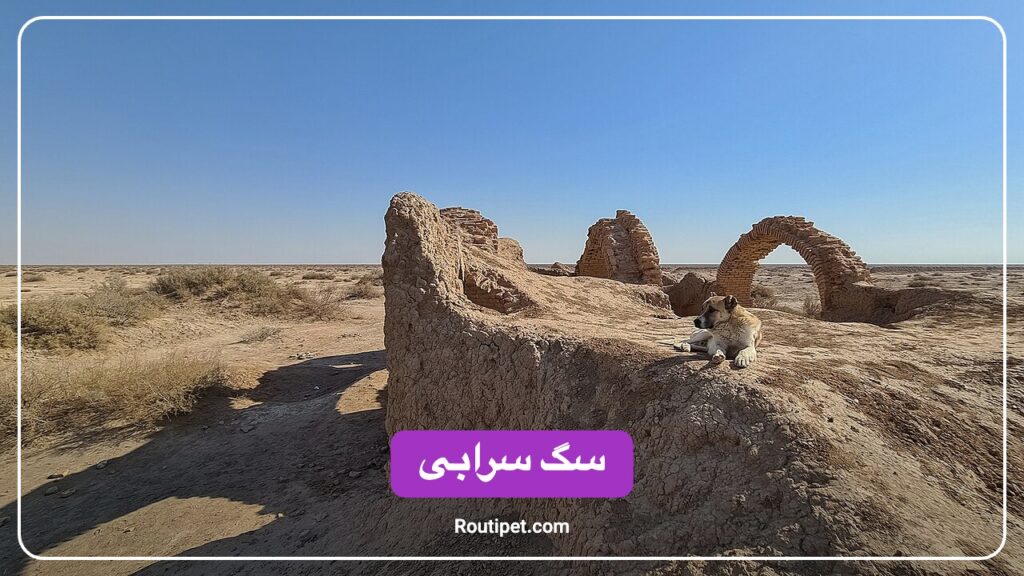 سگ سرابی - مجله روتی پت
